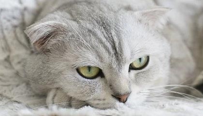 中超联赛直播免费观看全场,中超联赛直播在线观看